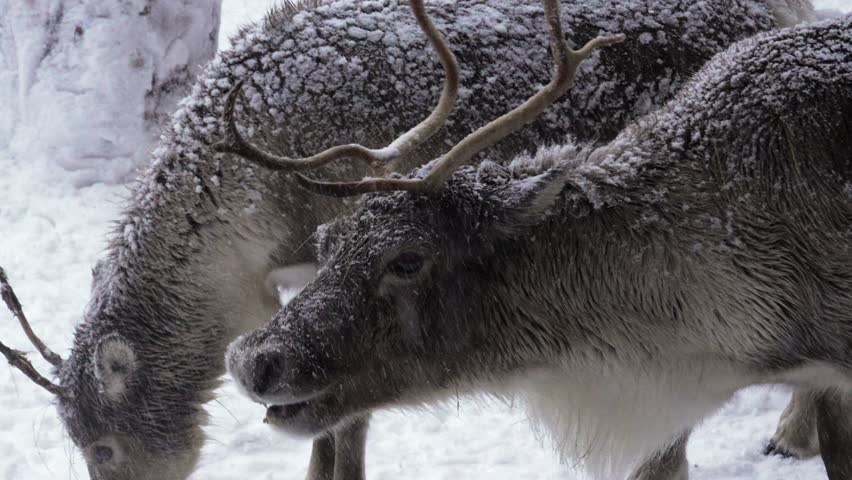 Sami reindeer up-close majestic wild animal outdoor under heavy snowfall Scandinavia