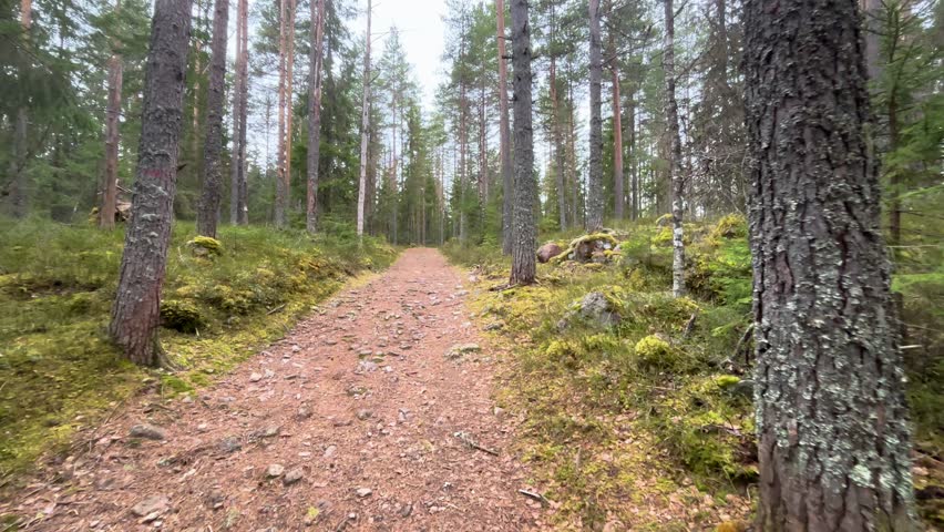 rugged path stretches through tall pine spruce trees along rocky dirt trail moss covered stones low shrubs highlighted by natural light norway nature forest