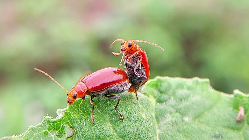 The red leaf beetle (Aulacophora femoralis), also known as the pumpkin beetle is breeding on the leaves
