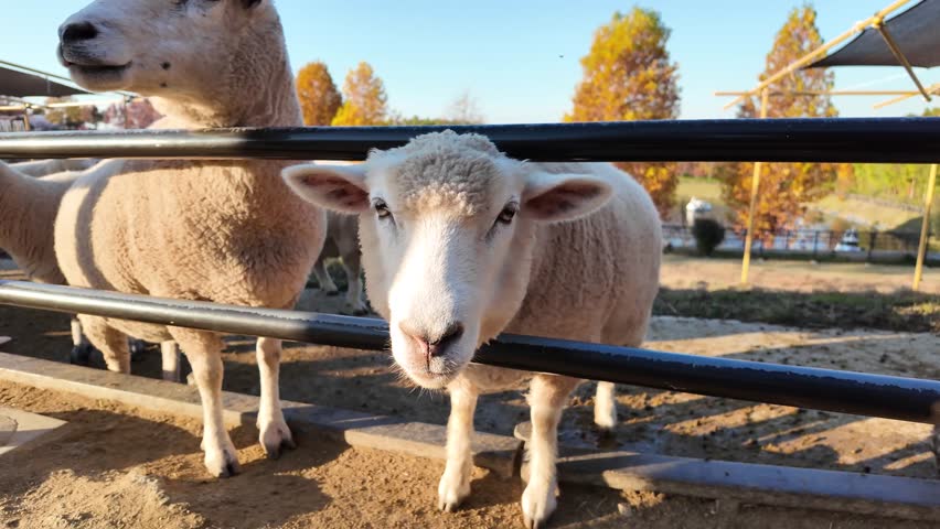 Close-Up of Curious Sheep at Petting Zoo in Natural Light