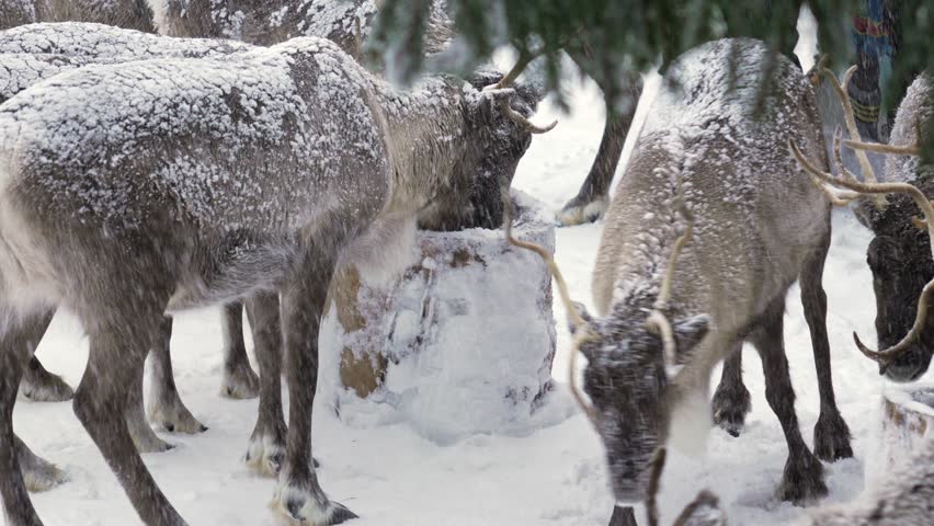 Herd of reindeer eating under heavy snowy cold winter environment Lapland, Finland