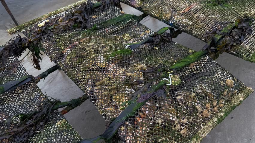 Oyster farm on the Normandy coast of France. High quality 4k footage