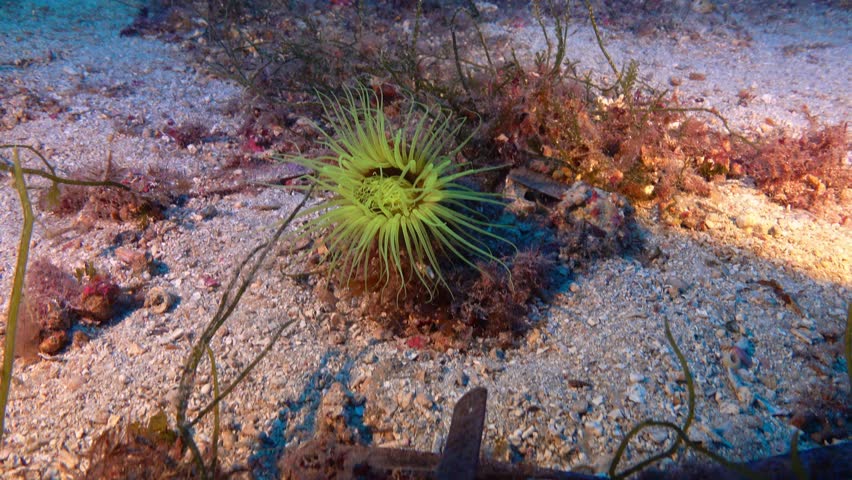 Yellow flourescent anemone -sea worm- 45 meters depth - Deep marine life