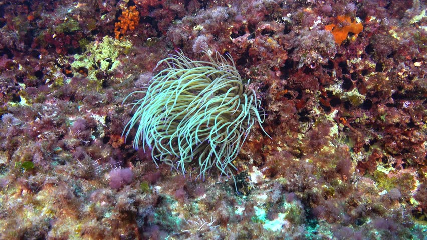 Nature underwater - Sea anemone swings with the undersea current
