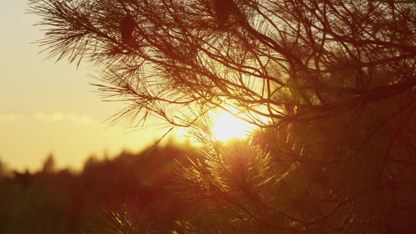 LENS FLARE, CLOSE UP, SILHOUETTE: Golden sunlight filtering through the delicate needles and branches of a pine tree. Intricate textures of an evergreen forest in morning light on Mediterranean coast.