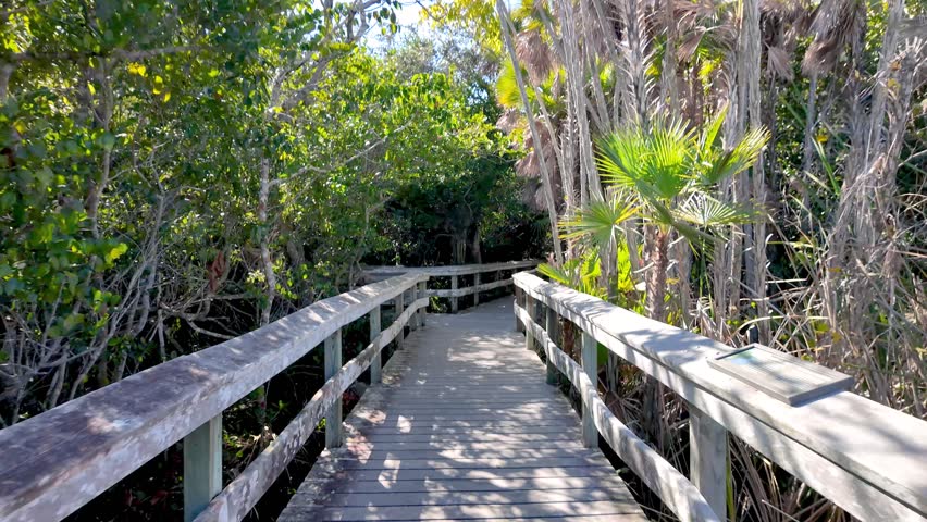 First person perspective walking on a wooden pathway through a sunny mangrove forest in Florida.