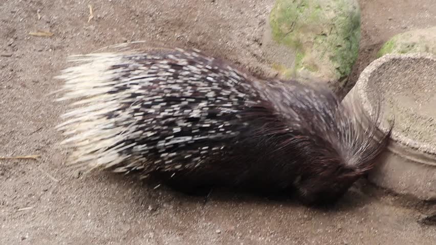 Close-up of an Indian crested porcupine (Hystrix indica) looking for food