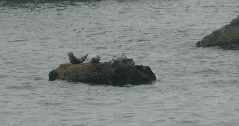 Three harbor seals resting on a coastal rock