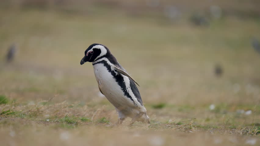 Magellanic Penguin On Nesting Ground Hole In Magdalena Island, Chile. Selective Focus Shot