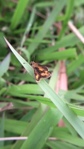 small buttefly perched  on a leaf