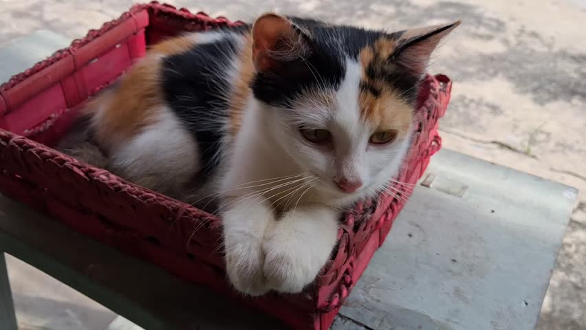 Beautiful little funny calico cat. Lying in basket. 