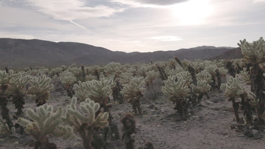 a wide panning shot of backlit cholla cactus at joshua tree national park in california, usa
