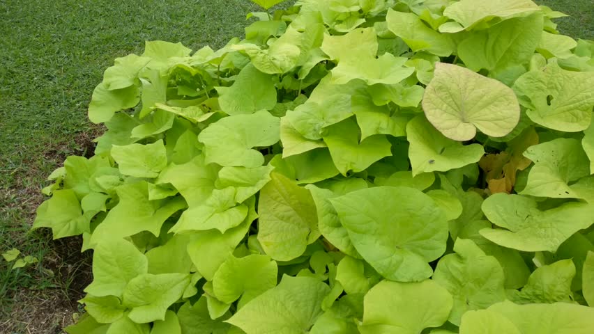 Beautiful Ornamental sweet potato or sweet potato vine. Its leaves are blown by the gentle breeze in the garden