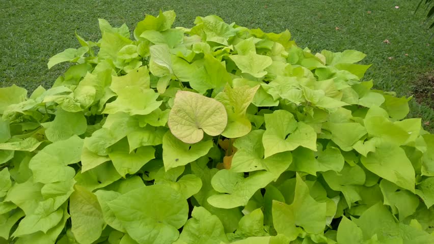 The beauty of Ornamental sweet potato or sweet potato vine. Its leaves are blown by the gentle breeze in the garden. Natural background