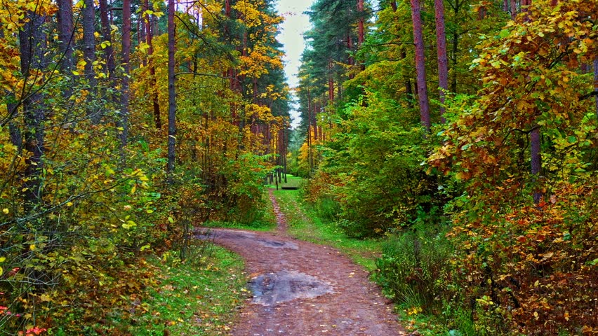Autumn forest path splitting into two directions, symbolizing choice and new journeys