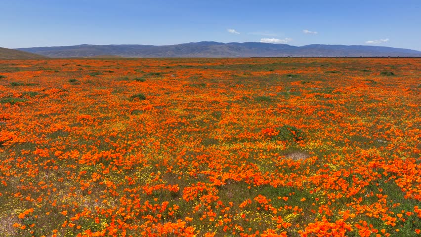 Scenic aerial view of the Antelope Valley poppy reserve during the spring bloom