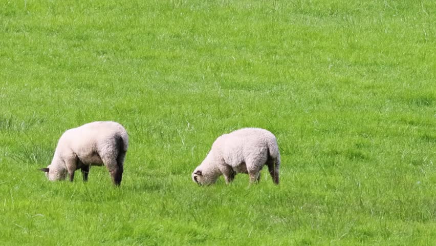 A pair of white sheep peacefully graze in the center of a lush green field.