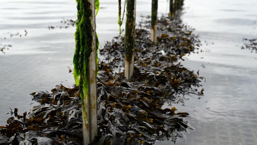 close up shot of poles in the seawater at low tide that are overgrown with seaweeds