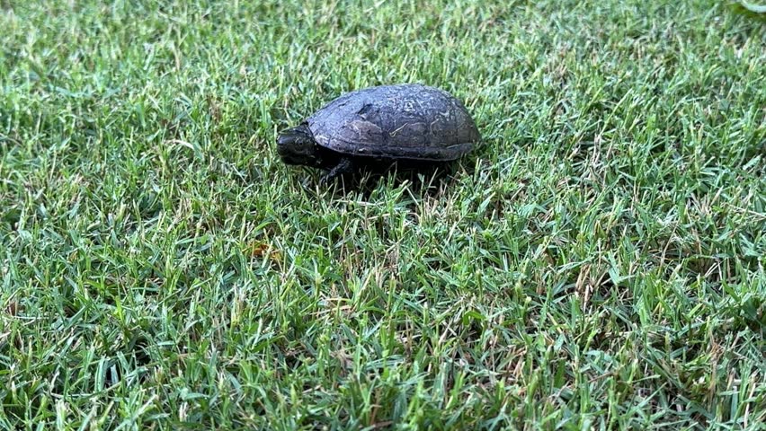 Musk Turtle walking towards the camera slowly crawling through the grass 