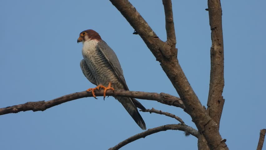 Peregrine Falcon relaxing on tree .