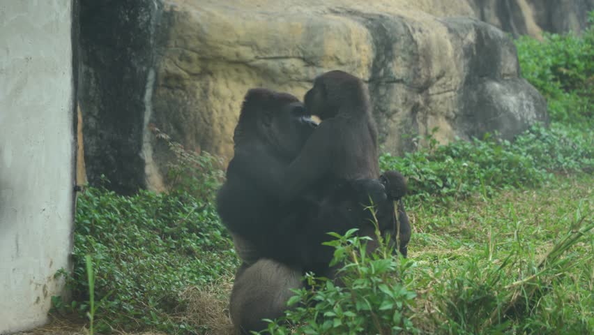 The chimpanzee Family Hugging at the Zoo wildlife sanctuary.