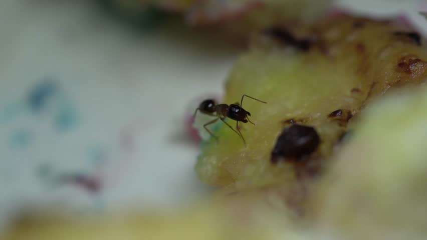 A close-up shot captures an ant exploring the surface of a piece of rotting fruit, highlighting its intricate movements and textures. This video is ideal for nature documentaries, educational content on insect behavior, or as a visually engaging element in food-related projects.