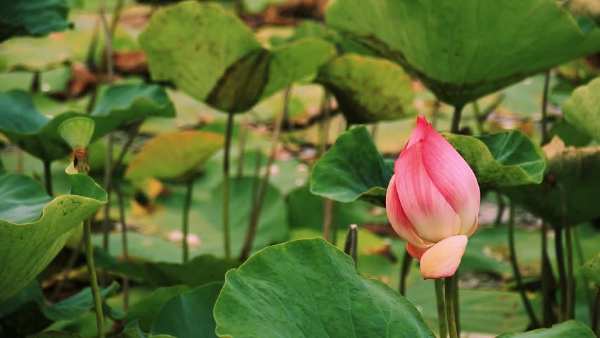 Pink lotus bud swaying among green leaves in slow motion