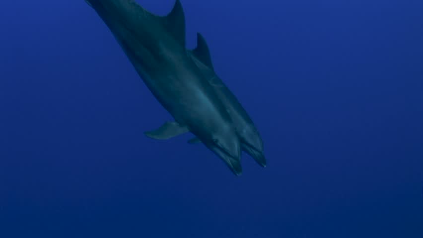 Close shot of a Bottlenose dolphins, tursiops truncatus passing in clear blue water of the south pacific ocean and get close to the camera. Sharks in the background.