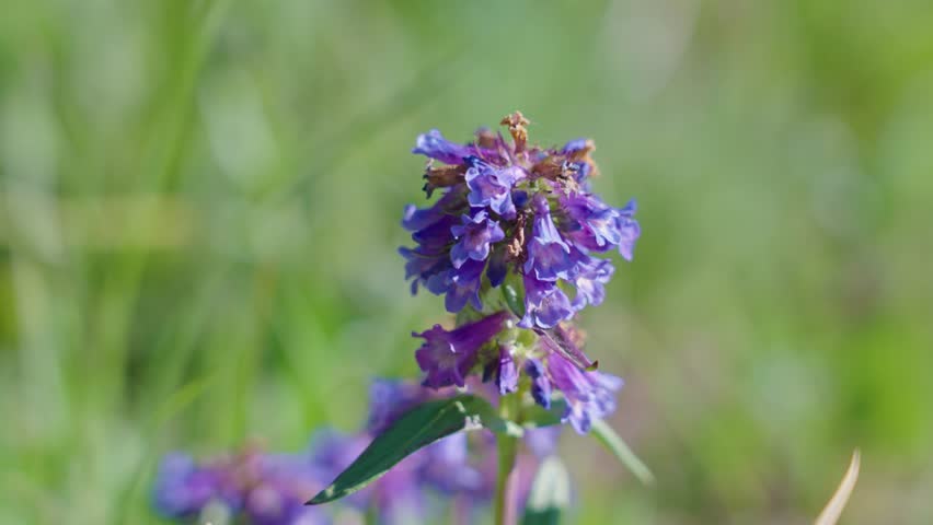 Purple Flowers on Mount Bierstadt, Colorado