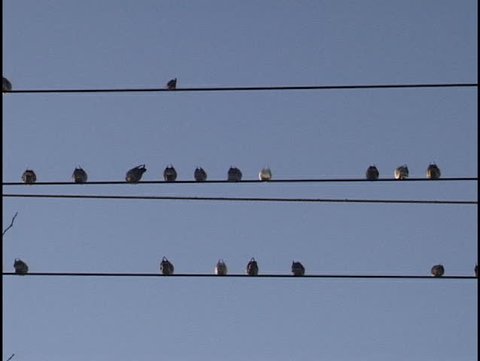 Birds on a wire 2