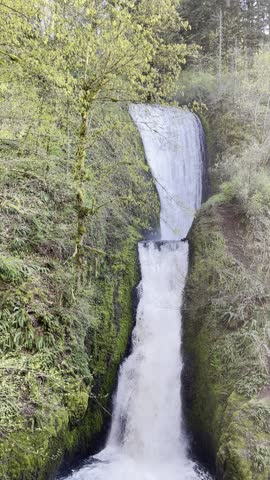 Bridal Veil Falls waterfall flowing from the upper cascade into a small pool and continuing downstream into a forest creek in Oregon, USA. Continuous natural waterfall sound recorded on location with no music, no voice, and no background noise. Pure ambient water audio in a lush Pacific Northwest forest setting.
Ideal for relaxation, meditation, sleep content, nature ambience, and environmental background use.