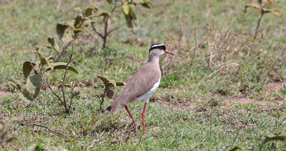 Crowned lapwing, also known as Vanellus coronatus, walking on a grassy field in its habitat