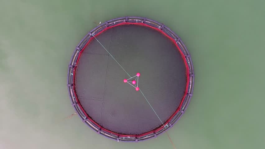 Aerial view of salmon aquaculture cages on calm lake water in rural mountain valley. Overhead shot shows circular net pens and seafood breeding rings across remote reservoir landscape.