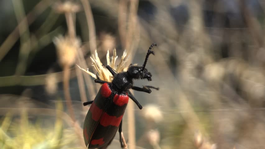 Mylabris beetle clings dry grass, red black spotted wings, natural habitat close view. Blister insect perched straw, scarlet ebony dotted elytra, wild fauna detail outdoors scene.