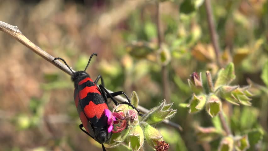 Mylabris beetle clings dry grass, red black spotted wings, natural habitat close view. Blister insect perched straw, scarlet ebony dotted elytra, wild fauna detail outdoors scene.