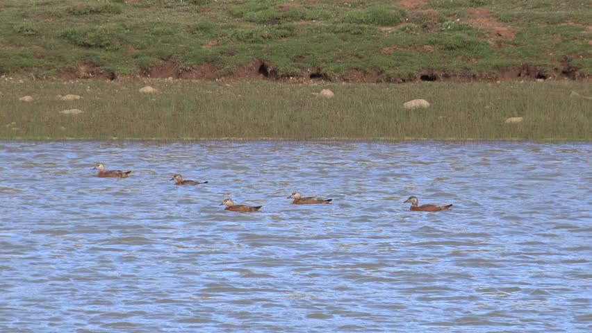 Ruddy shelduck swims on quiet lake, orange waterfowl on treeless shore with ripples. Rust colored duck glides across still freshwater pond beside bare banks, wild nature scene.