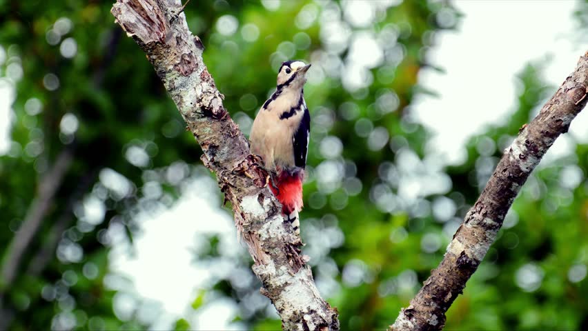 Beautiful Great Spotted Woodpecker perched on a tree branch in a lush green forest.