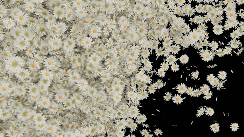 Cheerful Daisy Flower Alpha Transition. 3D rendering. A fresh and vibrant transition effect using daisy flowers to wipe across a transparent background.