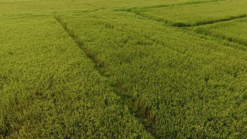 Aerial view of rice fields swaying across sunlit green paddies in rural farmland valley with drone tracking forward pan and gentle undulating motion.