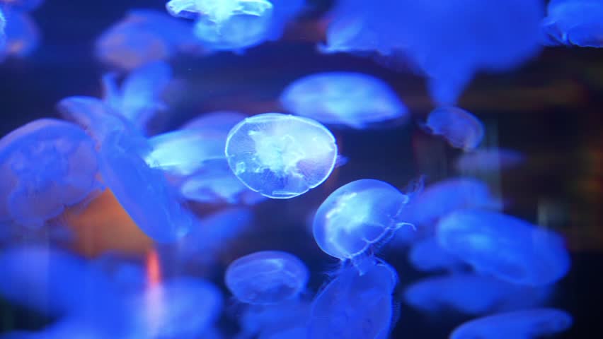 Large group of small neon glowing jellyfish gracefully moving around dark blue deep sea water