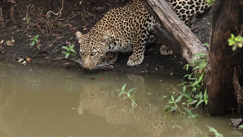 A leopard drinking water in a river while crouching under an acacia tree that is growing right at the edge of the river. There is a reflection of the leopard in the water right next to the acacia.