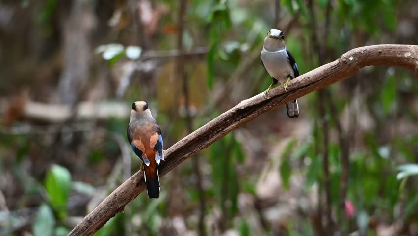 March 26, 2025: beautiful, colorful little birds in Ma Da forest, Vinh Cuu district, Dong Nai province, Vietnam