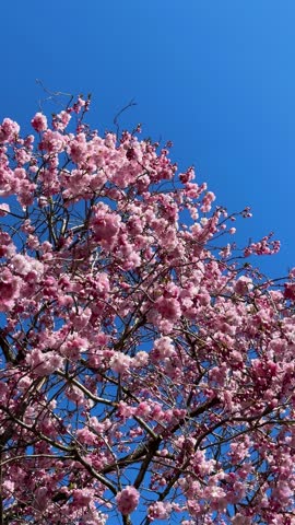 Pink Sakura flowers on sunny backdrop. Beautiful nature spring background with a branch of blooming Sakura. Sakura blossoming season in Japan. 