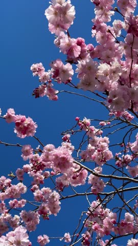 Pink Sakura flowers on sunny backdrop. Beautiful nature spring background with a branch of blooming Sakura. Sakura blossoming season 