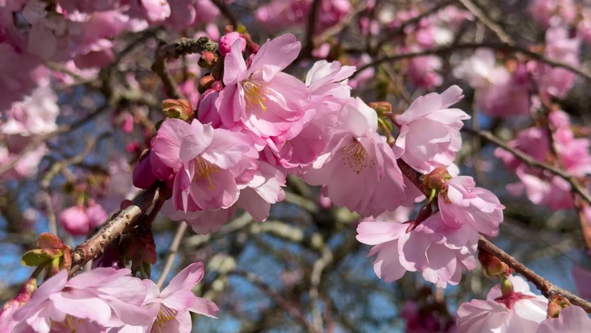 Pink Sakura flowers on sunny backdrop. Beautiful nature spring background with a branch of blooming Sakura. Sakura blossoming season 