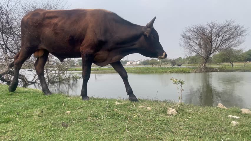 brown cow grazing  and water buffaloes on fresh green grass beside a small rural pond. The cow stands near the water’s edge with its head lowered, calmly feeding in the natural pasture