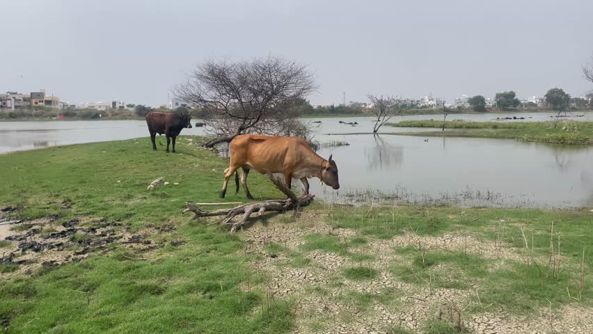 brown cow grazing on fresh green grass beside a small rural pond. The cow stands near the water’s edge with its head lowered, calmly feeding in the natural pasture