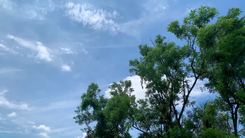 Trees background, trees with blue sky, tree branches, trees during the day, park background, blue sky.