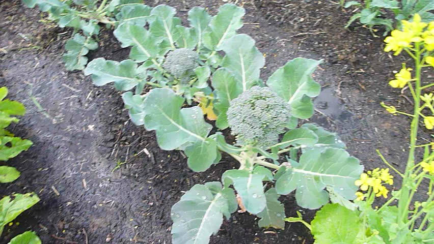 Camera pan over fresh vegetable garden.