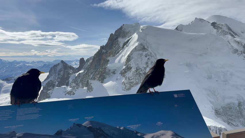 Alpine Choughs observe Chamonix Mont Blanc peaks